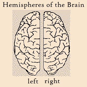 Hemispheres of the Brain